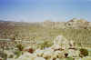 joshua_tree.jpg (33605 bytes)
